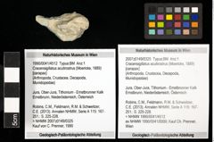 Foto (Objekt + Etiketten) von Cracensigillatus acutirostrus (Moericke, 1889) 
